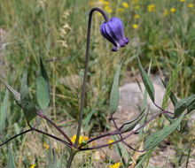 Image of Scott's clematis