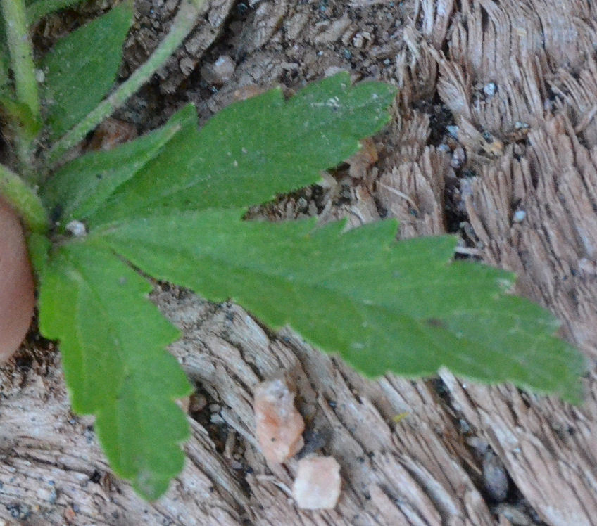 Image of Norwegian cinquefoil