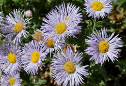 Image of threenerve fleabane