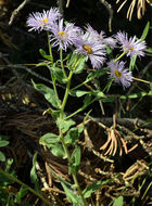 Image of threenerve fleabane