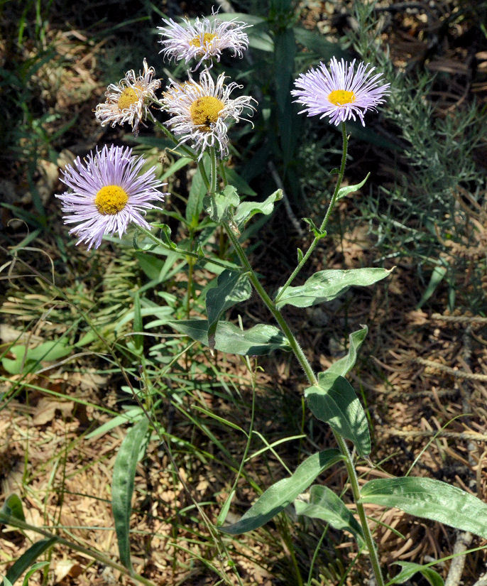 Image of threenerve fleabane