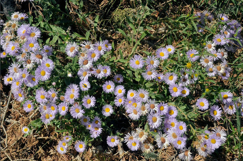 Image of threenerve fleabane