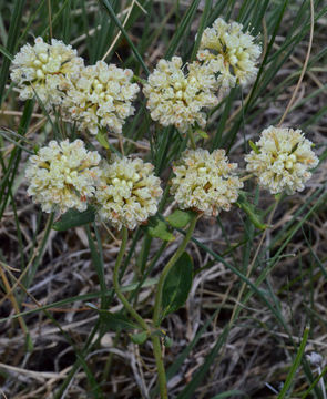 Image of sulphur-flower buckwheat