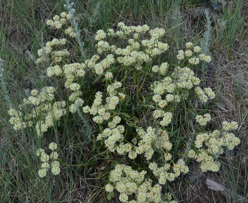 Image of sulphur-flower buckwheat