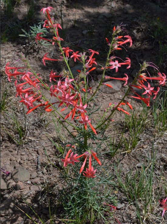 Image of Scarlet Gilia