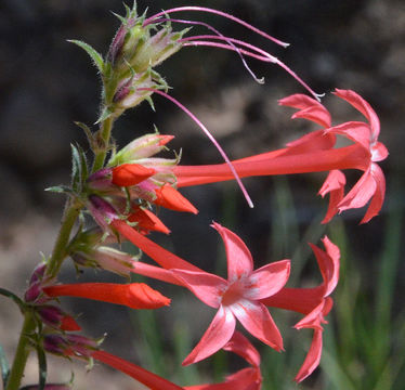 Image of Scarlet Gilia