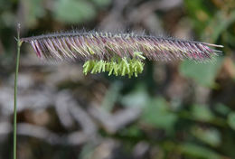 Image of <i>Chondrosum gracile</i>