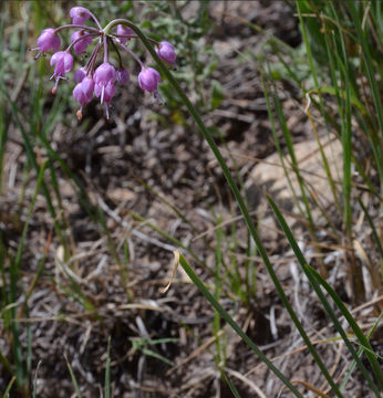 Image of Lady's leek