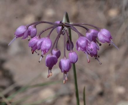 Image of Lady's leek