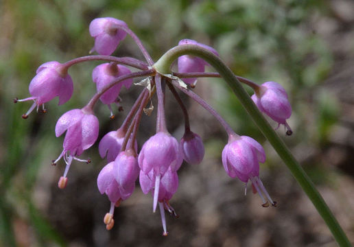 Image of Lady's leek