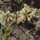 Image de Eriogonum umbellatum var. majus Hooker