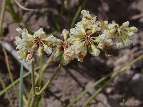 Image of sulphur-flower buckwheat