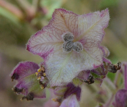 Image of hairy four o'clock