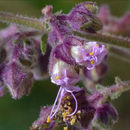 Image of hairy four o'clock