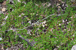 Image of Arizona spikemoss