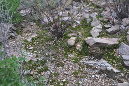 Image of Arizona spikemoss