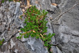 Image of Arizona spikemoss