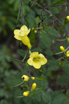 Image of smooth yellow false foxglove