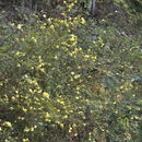 Image of smooth yellow false foxglove