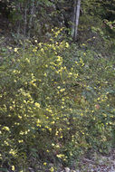 Image of smooth yellow false foxglove