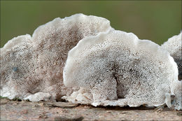 Image of Postia caesia (Schrad.) P. Karst. 1881