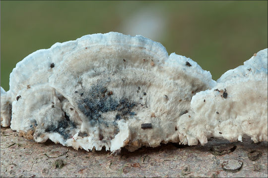 Image de Polypore bleuté