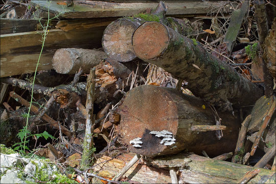 Image de Polypore bleuté