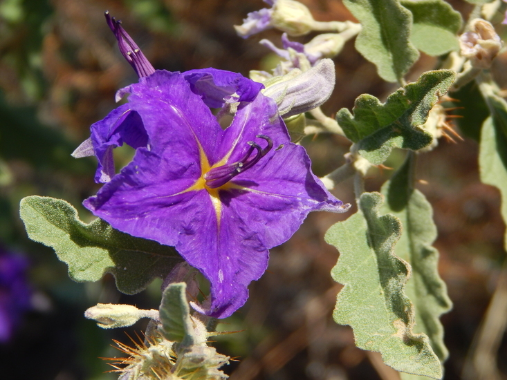 Image of Solanum tridynamum Dun.