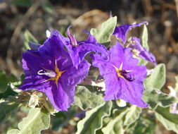 Image of Solanum tridynamum Dun.