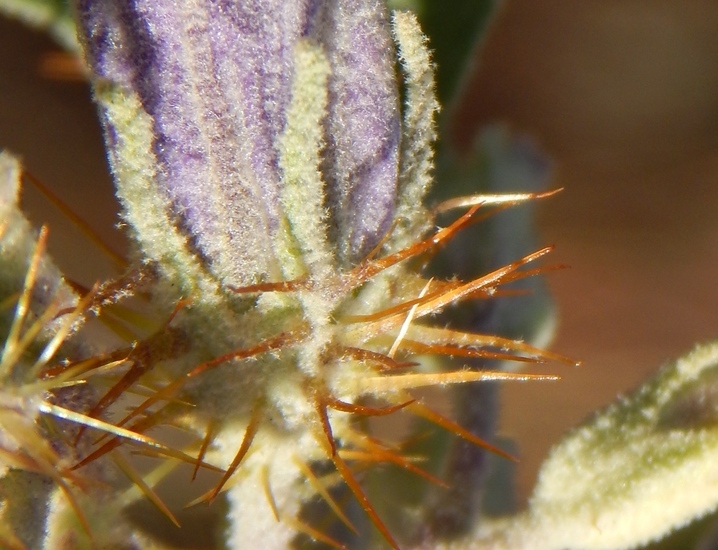 Image of Solanum tridynamum Dun.