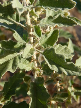 Image of Solanum tridynamum Dun.