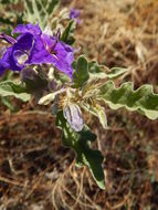 Image of Solanum tridynamum Dun.