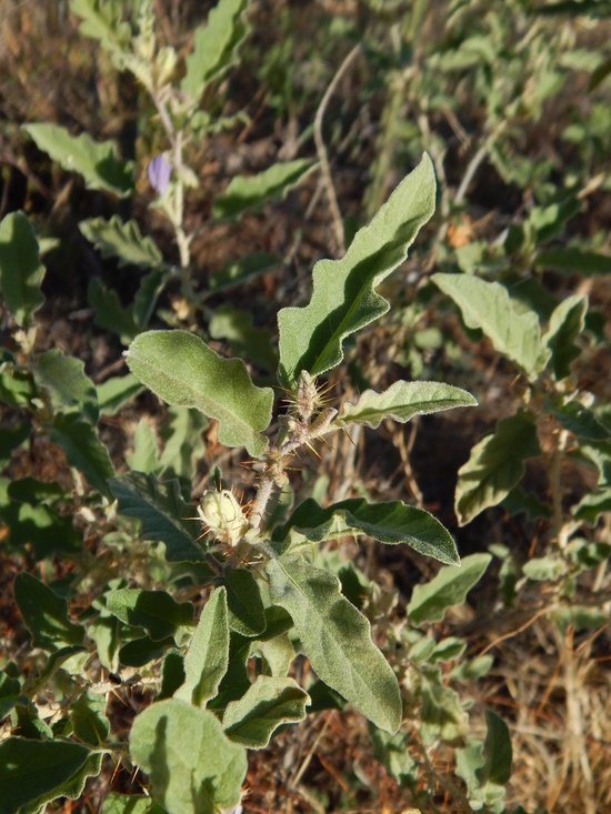 Image of Solanum tridynamum Dun.