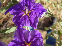 Image of Solanum tridynamum Dun.