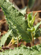 Image of Ambrosia-leaf Bursage