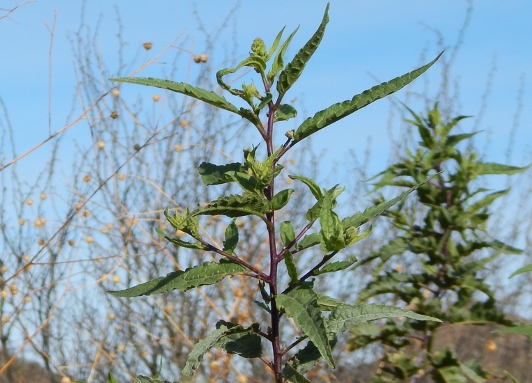 Image of Ambrosia-leaf Bursage