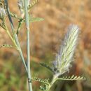 Image of Pringle's prairie clover