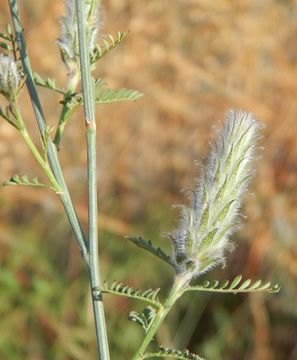 Image of Pringle's prairie clover