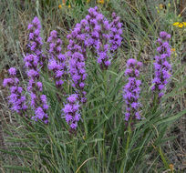 Image of <i>Liatris <i>punctata</i></i> var. punctata