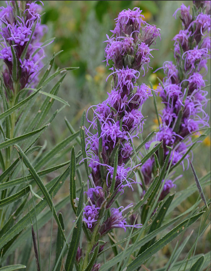 Image of <i>Liatris <i>punctata</i></i> var. punctata