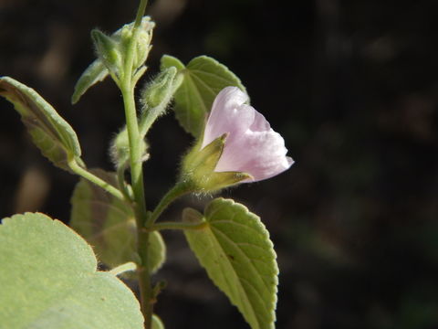 Horsfordia alata (S. Wats.) Gray resmi