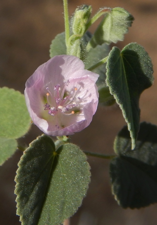 Image of pink velvetmallow