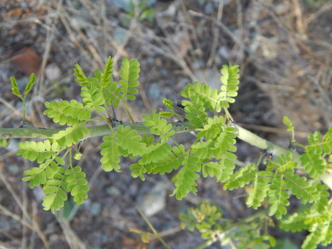 Image of Parkinsonia praecox (Ruiz & Pav.) Hawkins