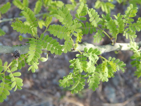 Image of Parkinsonia praecox (Ruiz & Pav.) Hawkins