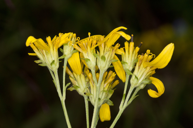 Image of yellow crownbeard