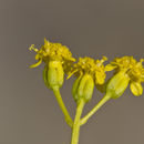 Image of threadleaf glowwort