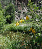 Image of cutleaf coneflower