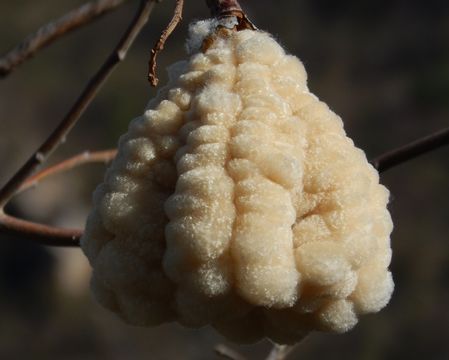 صورة Ceiba acuminata (S. Wats.) Rose