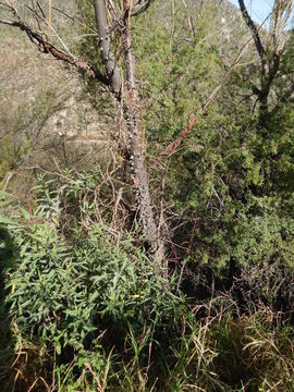 صورة Ceiba acuminata (S. Wats.) Rose