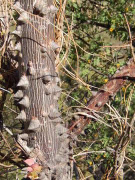 Ceiba acuminata (S. Wats.) Rose resmi